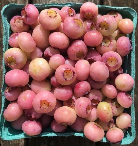 Berry Bounty: Fresh Farm Picked Dreams